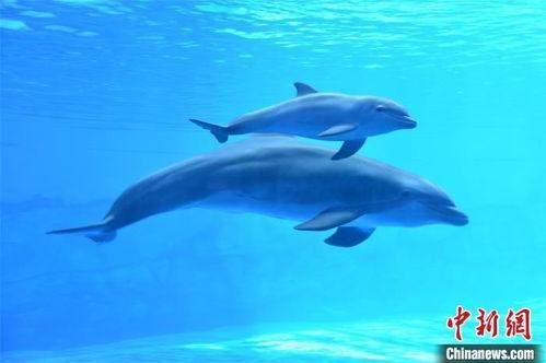 宽吻海豚图片,海洋中的优雅舞者 第2张 宽吻海豚图片,海洋中的优雅舞者 第2张