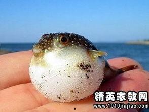 闺蜜 河豚 搞笑视频,欢乐海洋里的温馨瞬间 第2张 闺蜜 河豚 搞笑视频,欢乐海洋里的温馨瞬间 第2张