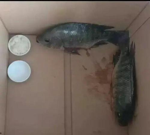 闺蜜 河豚 搞笑视频,欢乐海洋里的温馨瞬间 第3张 闺蜜 河豚 搞笑视频,欢乐海洋里的温馨瞬间 第3张