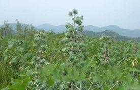 白蓖麻图片  第3张