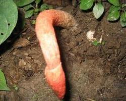 蛇头菌图片  第1张