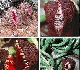 蛇头菌图片  第2张