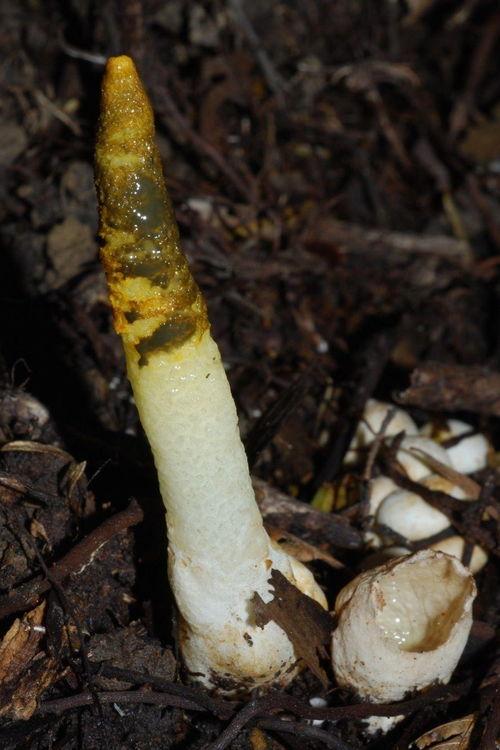 蛇头菌图片  第3张